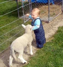 Angus Feeding the Lambs